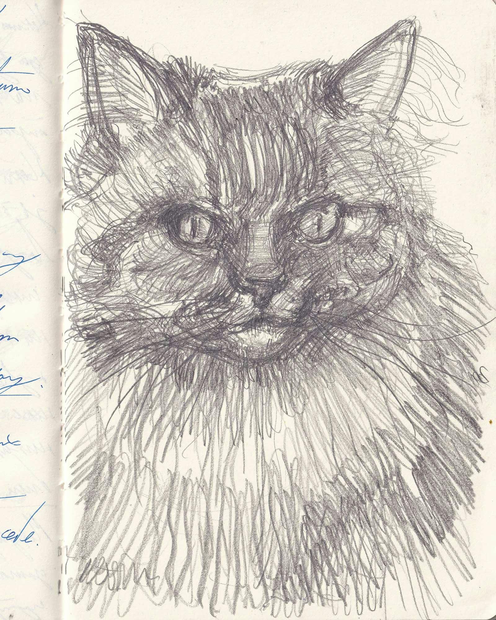 cat sketch #2