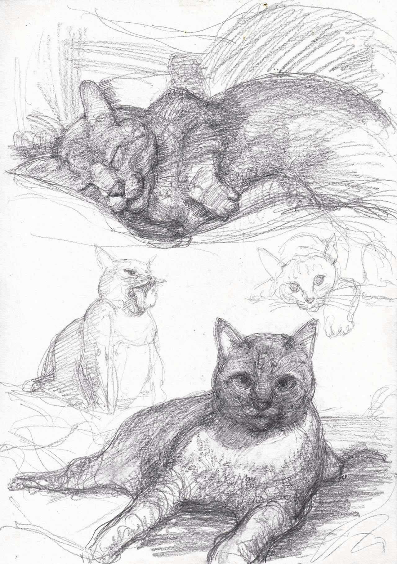 cat sketches