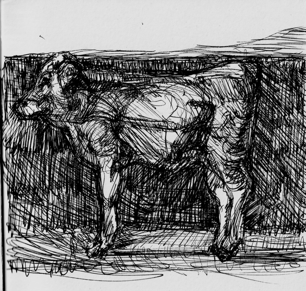 wyeth cattle