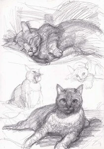 Artwork titled: 'cat sketches'